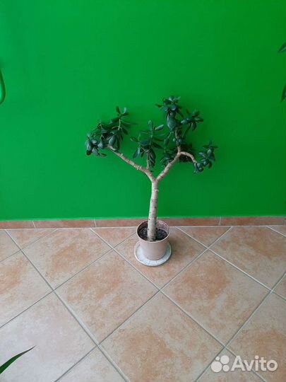 Денежное дерево