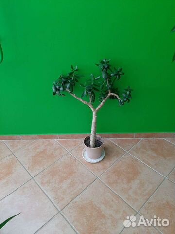 Денежное дерево