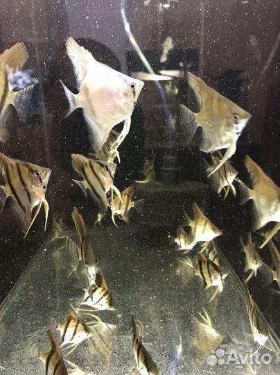 Аквариумные рыбки, корм Tetra