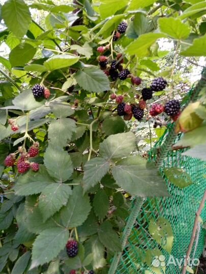 Саженцы ежемалины