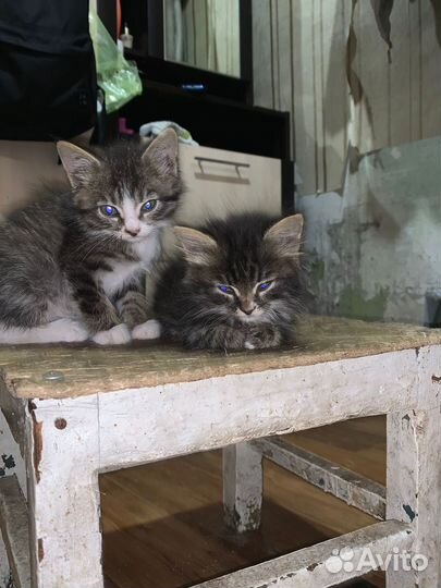 Кошка, коты