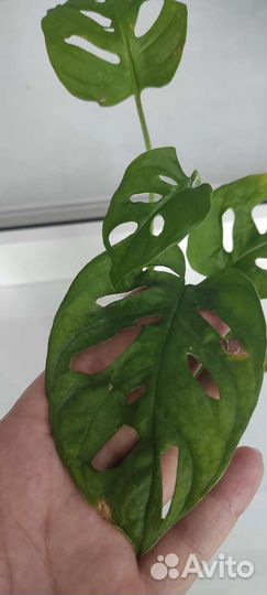 Монстера манки