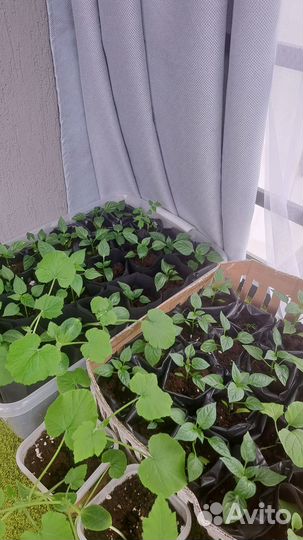 Рассада помидор и перцев, баклажан