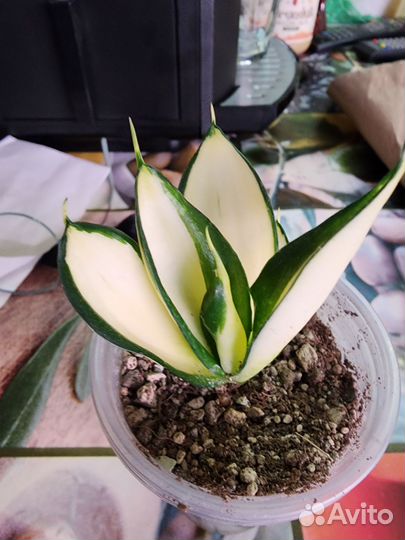 Сансивьерия Солид Голд