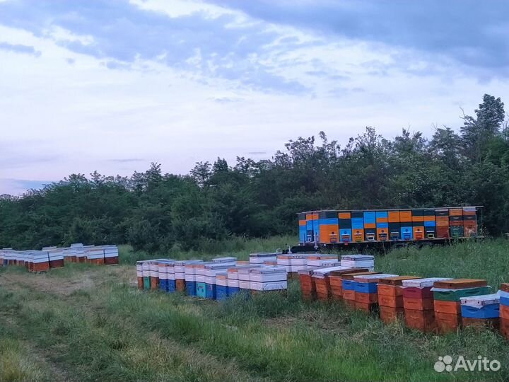Продам пчелосемьи