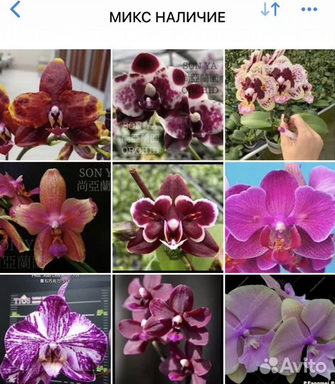 Орхидеи подростки
