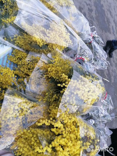 Мимоза букет розница