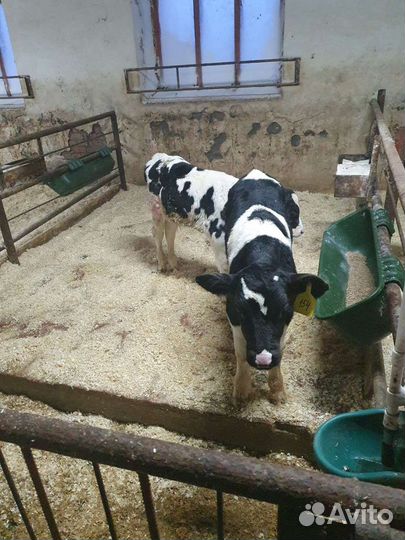 Бычки телята