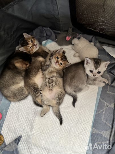 Котята британской шиншиллы