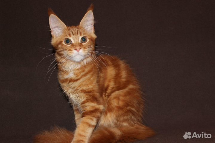 Котята из питомника