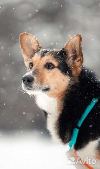 Красавец Рыжик в добрые руки