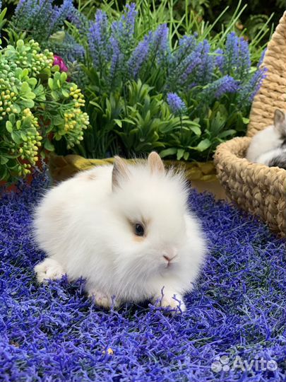 Домашние ручные кролики