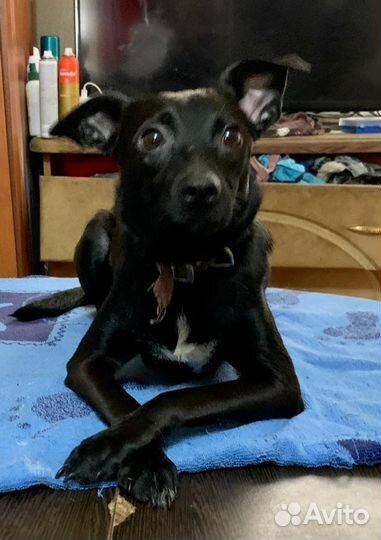 Собака в добрые руки