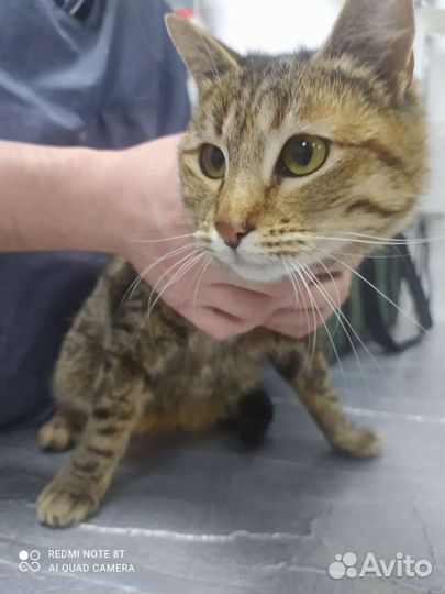 Европейская, помесь. Кошечка стерилизованная