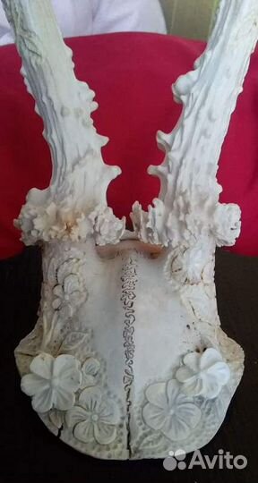 Рожки косули