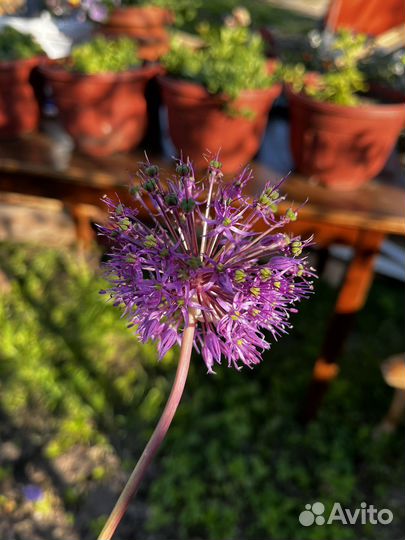 Декоративный лук,алиум