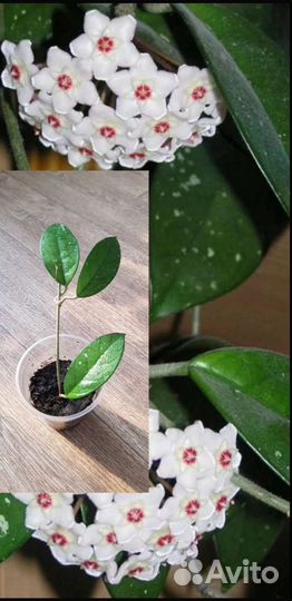 Комнатные цветы