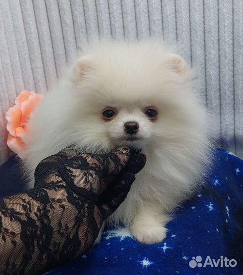 Шпиц мини мальчик беби фейс