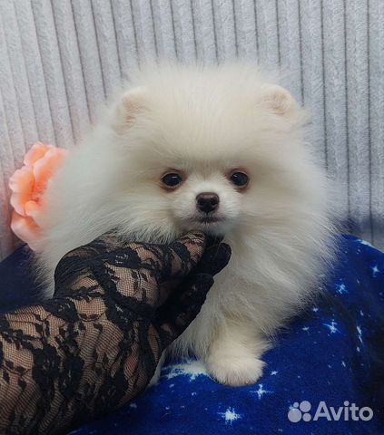 Шпиц мини мальчик беби фейс