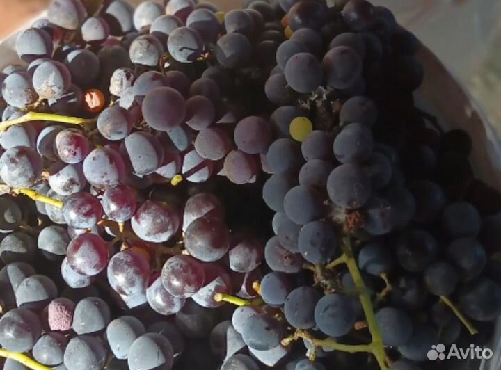 Виноград изабелла
