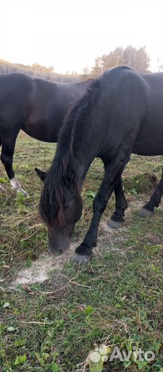 Жеребец 3года