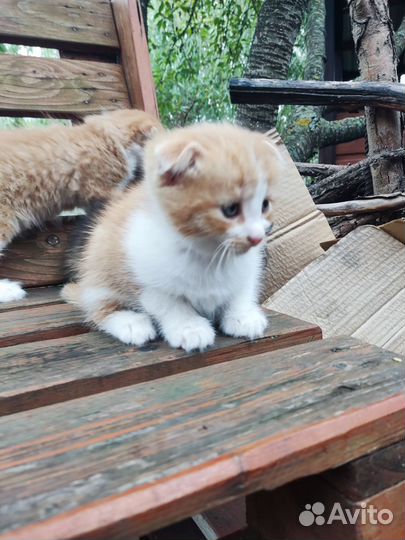 Кошка в дар бесплатно