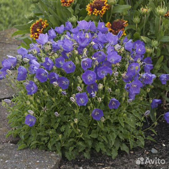 Колоколтчик карпатский