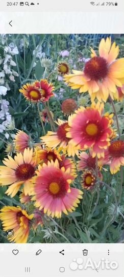 Безвременник, нарциссы, хосты, колокольчики