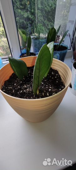 Замиокулькас