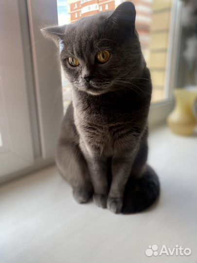 Шотландский кот страйт