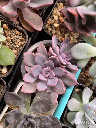 Суккуленты