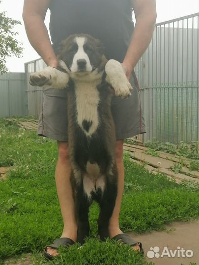 Среднеазиатская овчарка алабай щенки