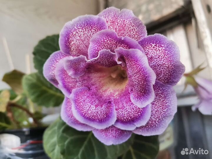 Глоксиния махровая