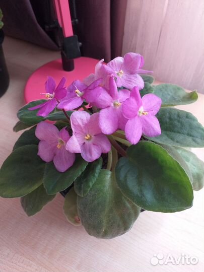 Бегония.фиалка