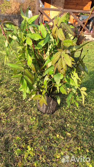 Тибетская малина саженцы