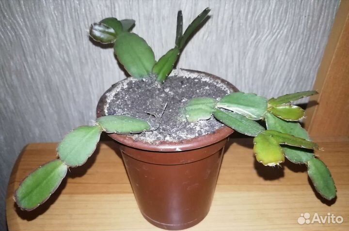 Рипсалидопсис