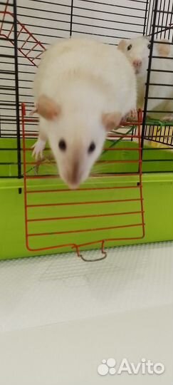 Крысы дамбо