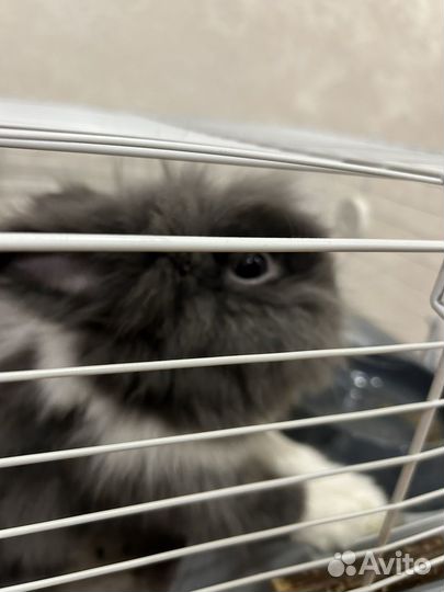 Продам кролика