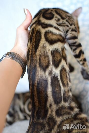 Бенгальская девочка для разведения