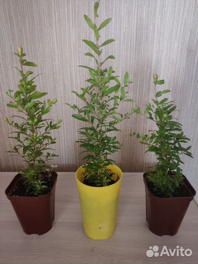 Комнатные растения