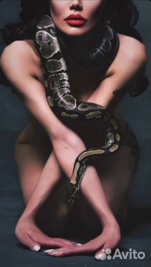 Аренда змеи