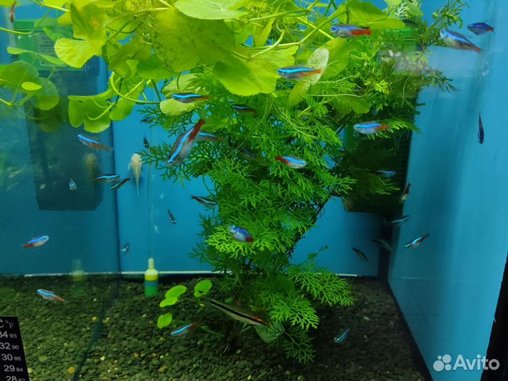 Аквариумные рыбки