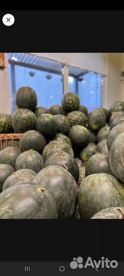 Зимниий Арбуз (Черный Принц),Холодок