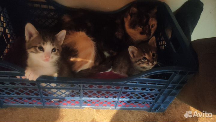 Котята в добрые руки