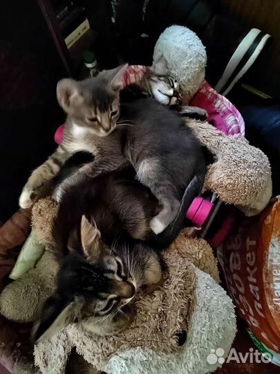 Кошки в добрые руки бесплатно