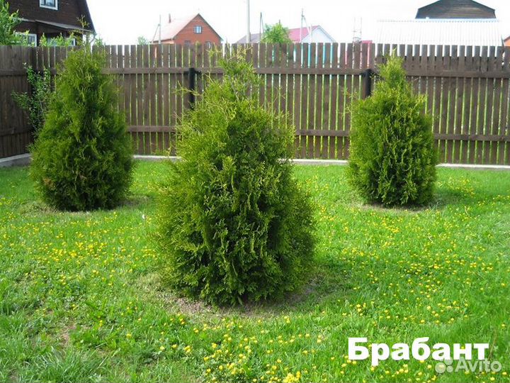 Туя западная Брабант