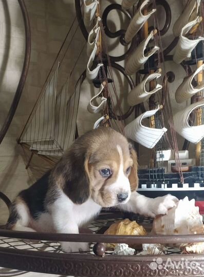 Щенки бигль