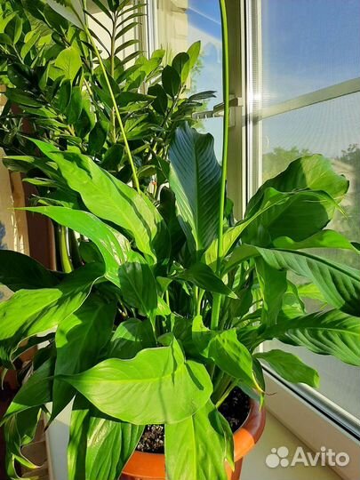 Сплатифиллум