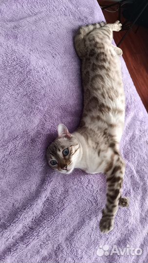 Бенгальская кошка
