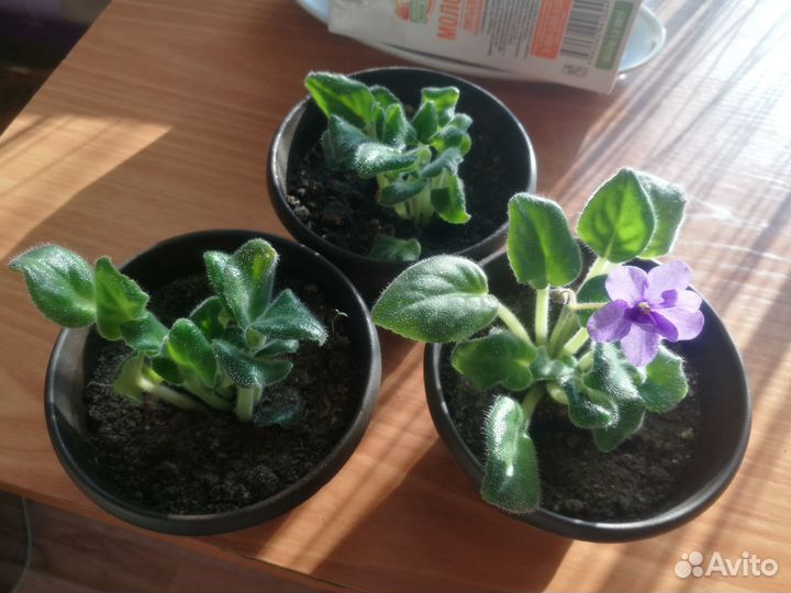 Комнатные растения